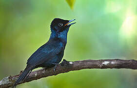 Shining Flycatcher