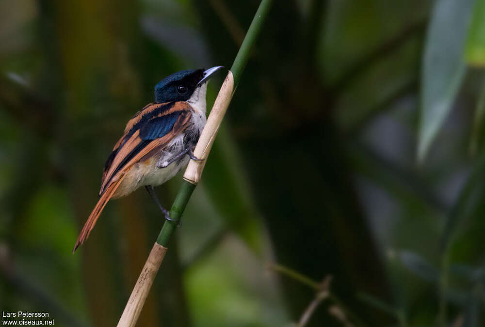 Shining Flycatcher male immature, identification