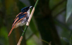 Shining Flycatcher