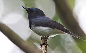 Melanesian Flycatcher