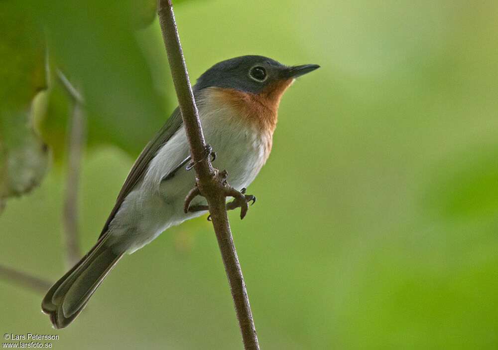 Melanesian Flycatcher