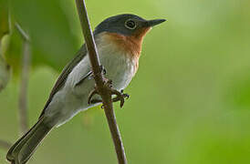 Melanesian Flycatcher