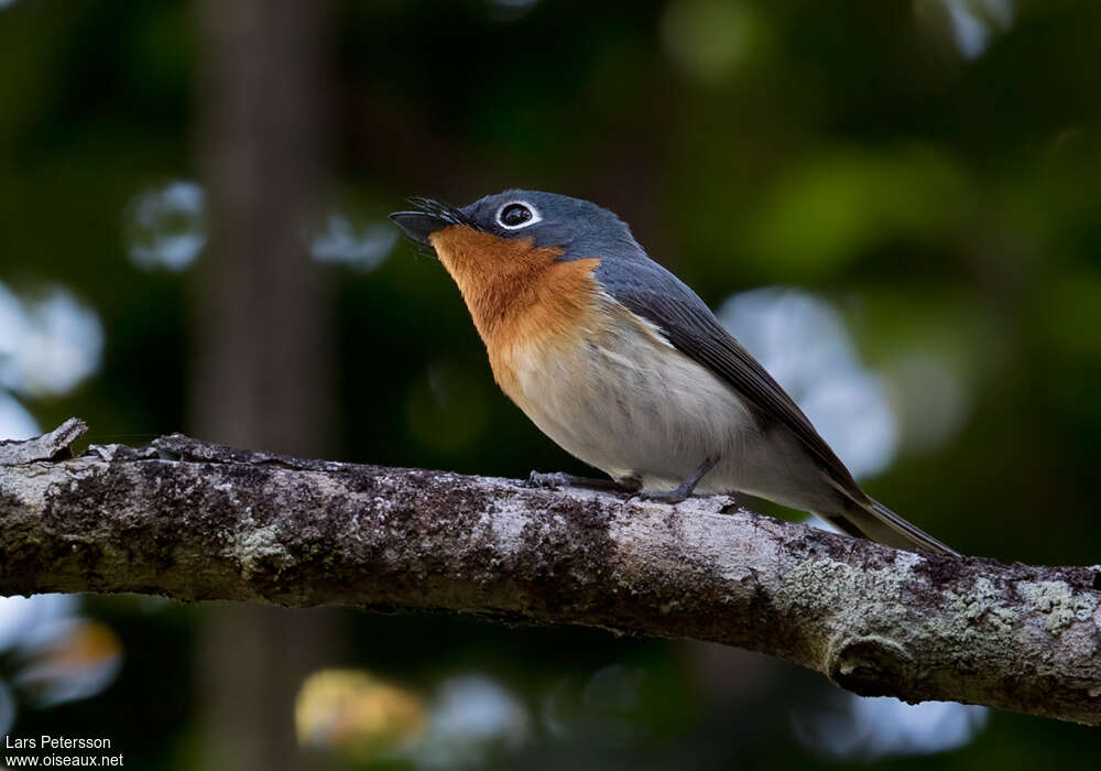 Melanesian Flycatcher female adult, identification