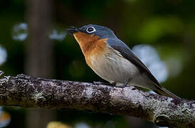 Melanesian Flycatcher