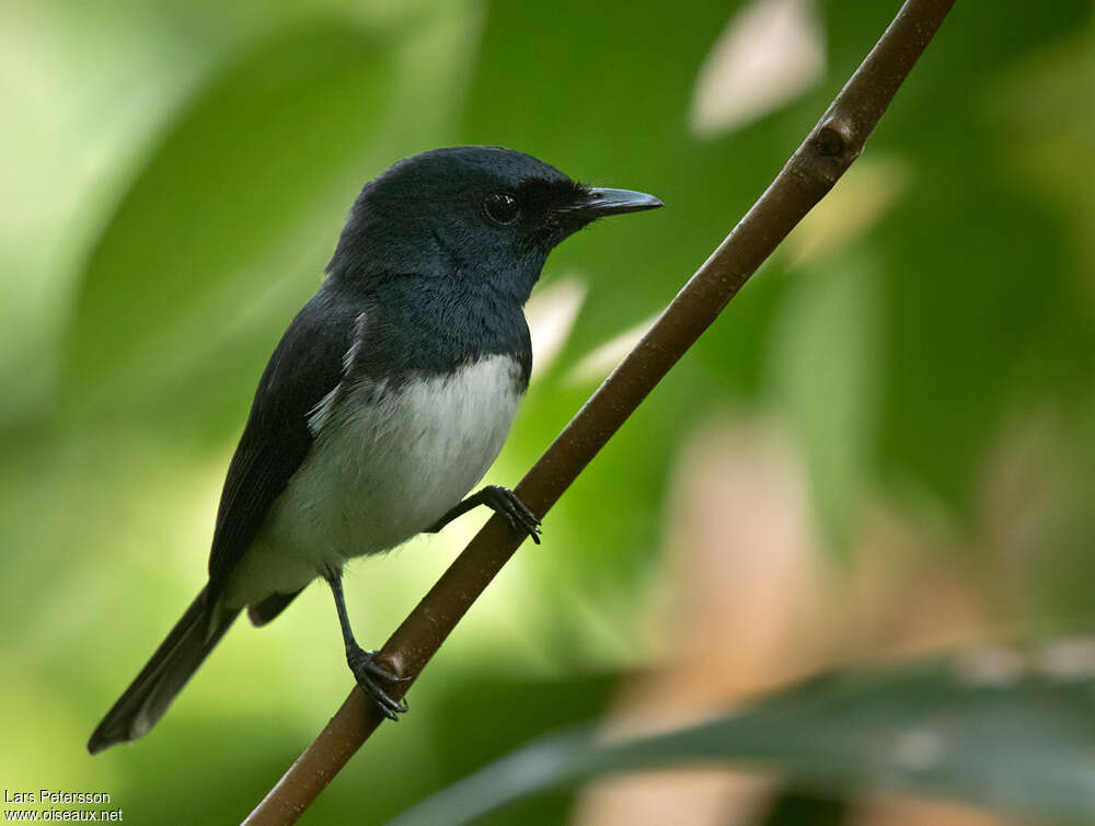 Melanesian Flycatcher male adult, identification