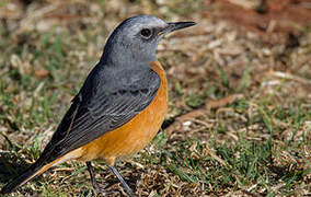 Short-toed Rock Thrush