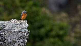 Short-toed Rock Thrush