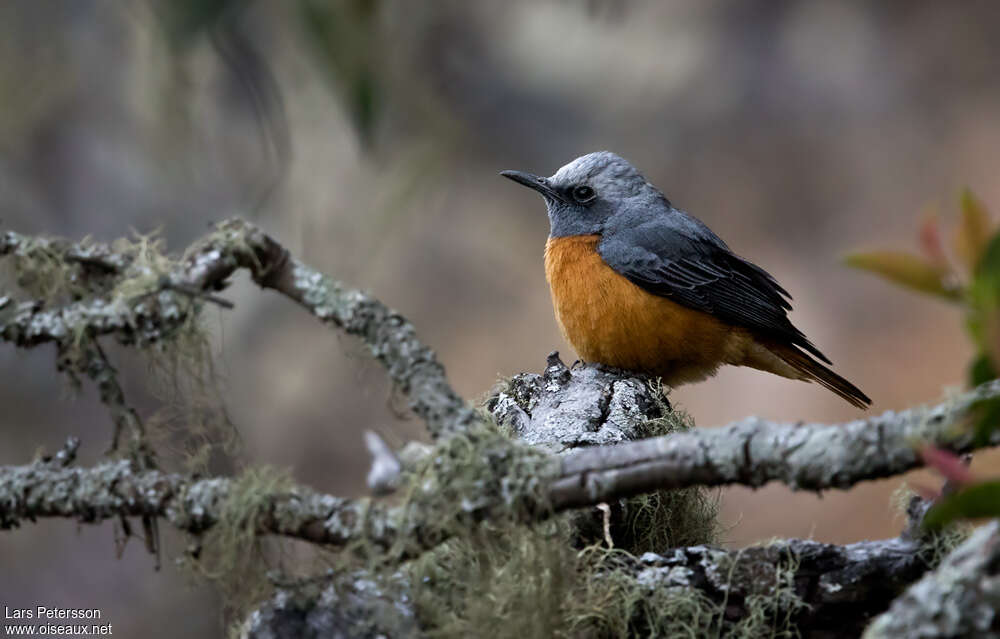 Short-toed Rock Thrush male adult, habitat, pigmentation