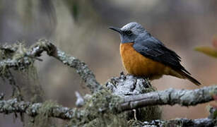 Short-toed Rock Thrush