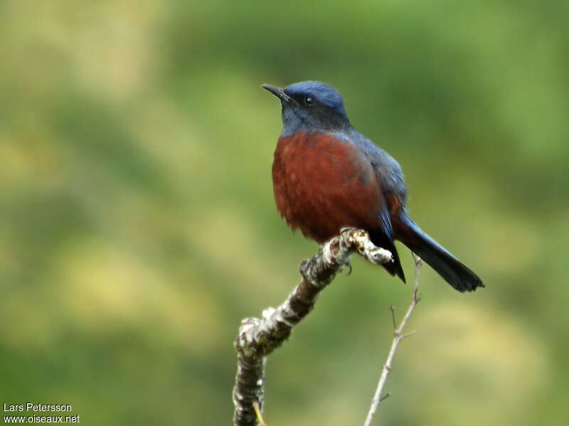 Chestnut-bellied Rock Thrush male adult, pigmentation, Behaviour