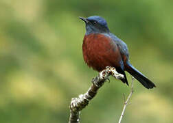 Chestnut-bellied Rock Thrush