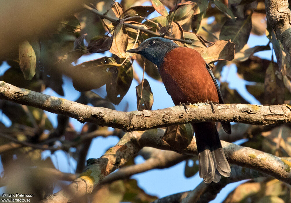 Chestnut-bellied Rock Thrush