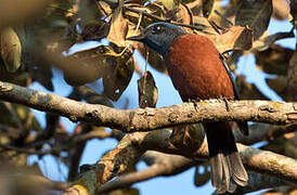 Chestnut-bellied Rock Thrush