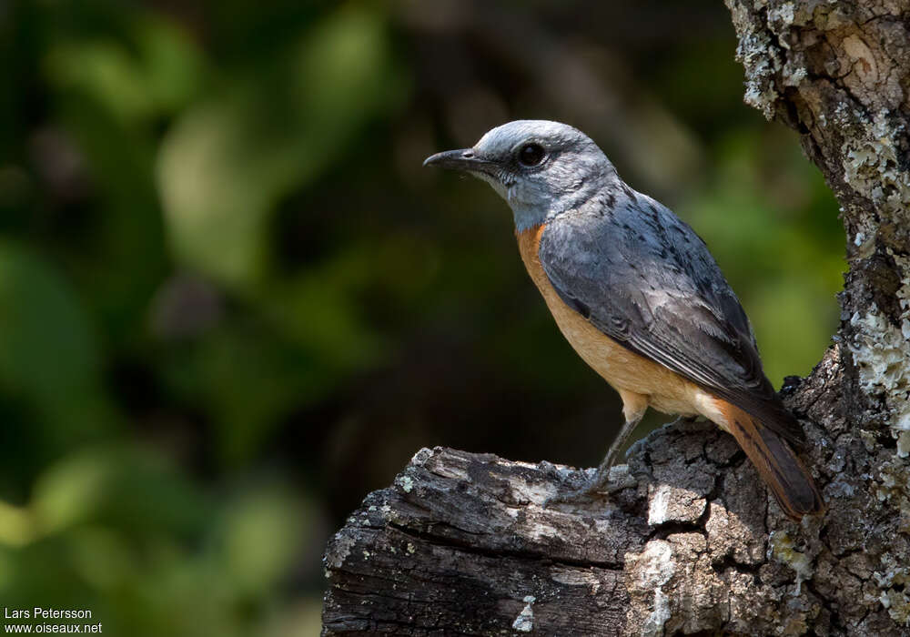 Miombo Rock Thrush male adult, identification