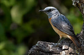 Miombo Rock Thrush