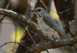 Miombo Rock Thrush