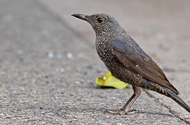 Blue Rock Thrush