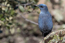 Blue Rock Thrush