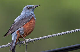 Blue Rock Thrush