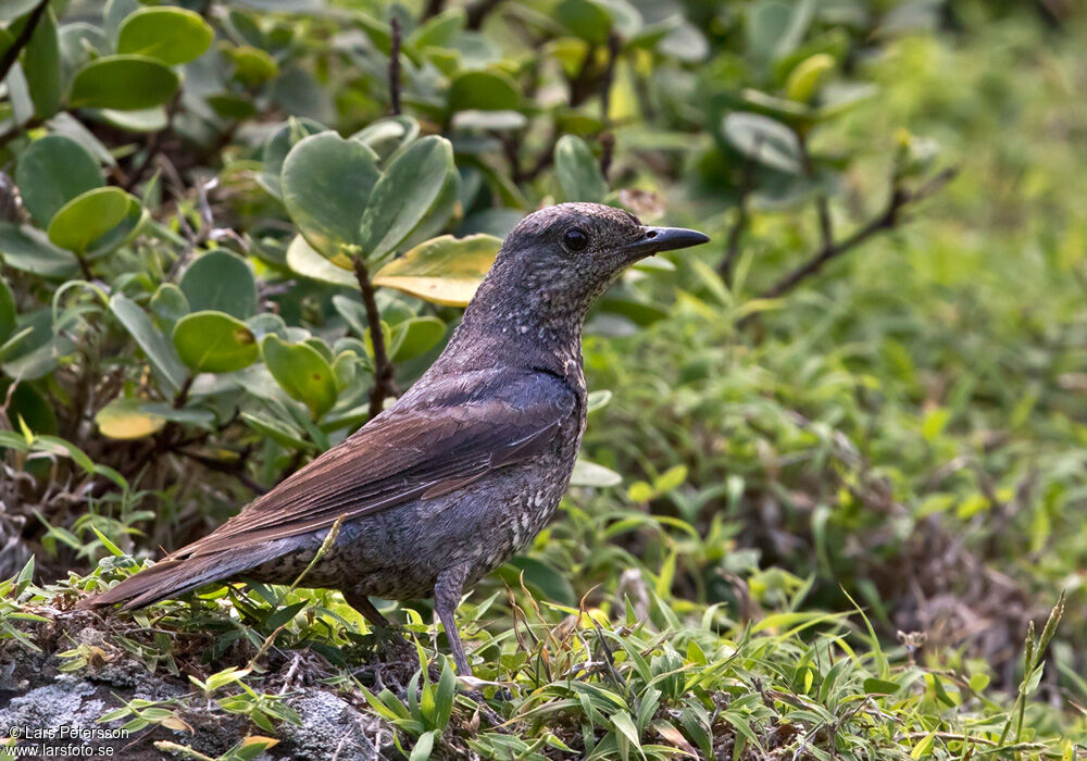 Blue Rock Thrush