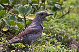 Blue Rock Thrush