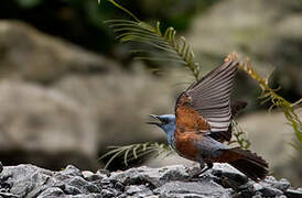 Blue Rock Thrush