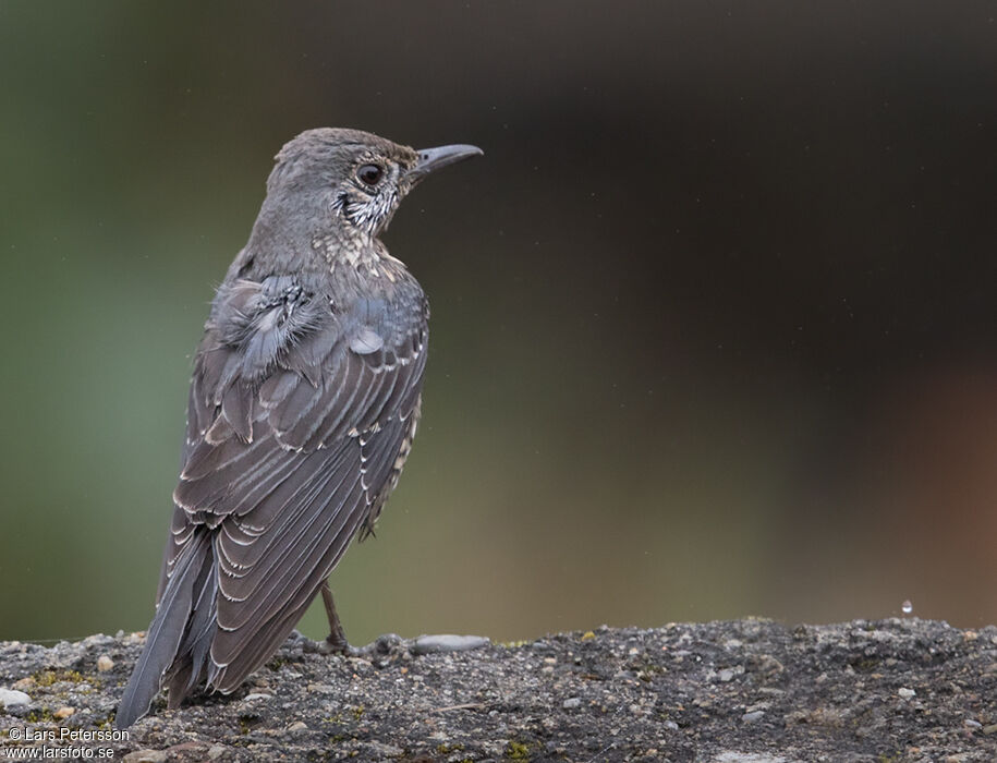 Blue Rock Thrush