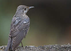 Blue Rock Thrush