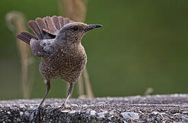 Blue Rock Thrush