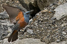 Blue Rock Thrush