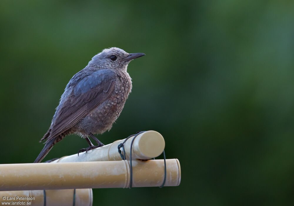 Blue Rock Thrush