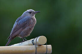 Blue Rock Thrush