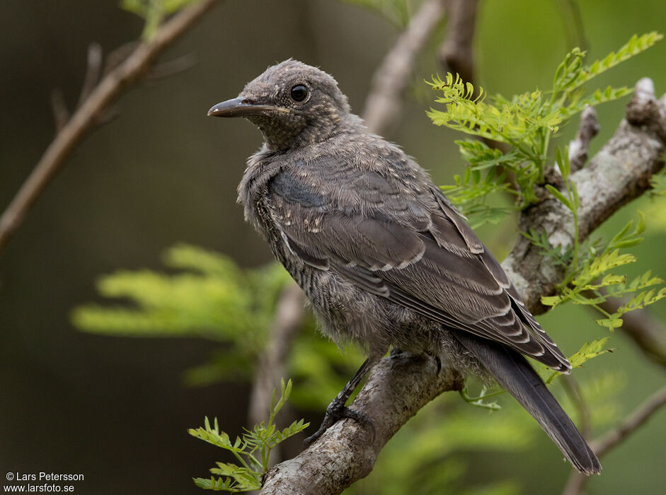 Blue Rock Thrush