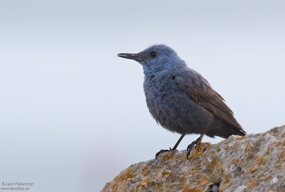 Blue Rock Thrush