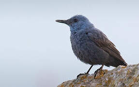 Blue Rock Thrush