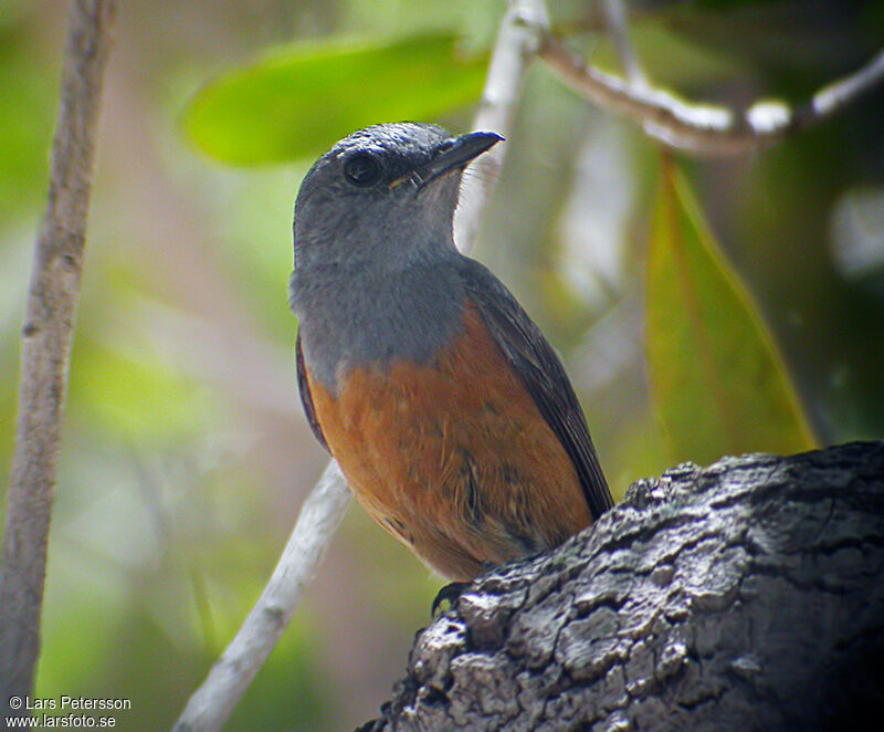 Forest Rock Thrush