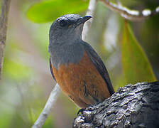 Forest Rock Thrush