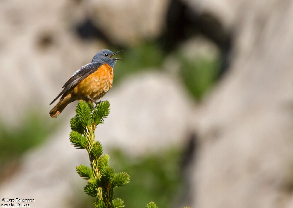 Common Rock Thrush