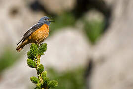 Common Rock Thrush