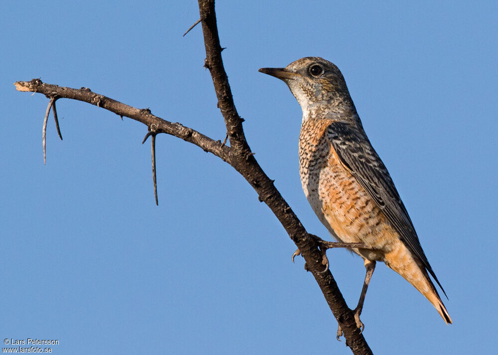 Common Rock Thrush