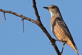 Common Rock Thrush