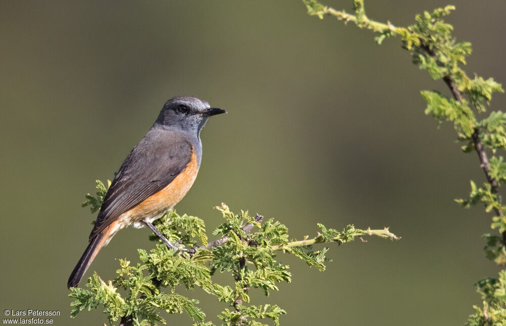 Little Rock Thrush