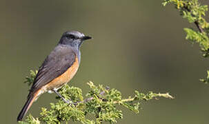 Little Rock Thrush