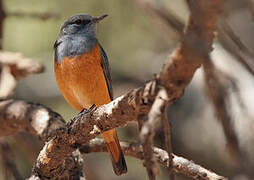 Little Rock Thrush