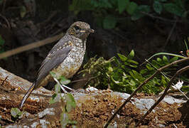 Little Rock Thrush