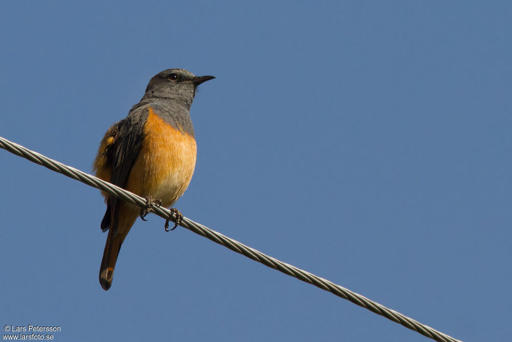 Little Rock Thrush