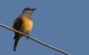 Little Rock Thrush