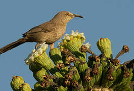 Curve-billed Thrasher