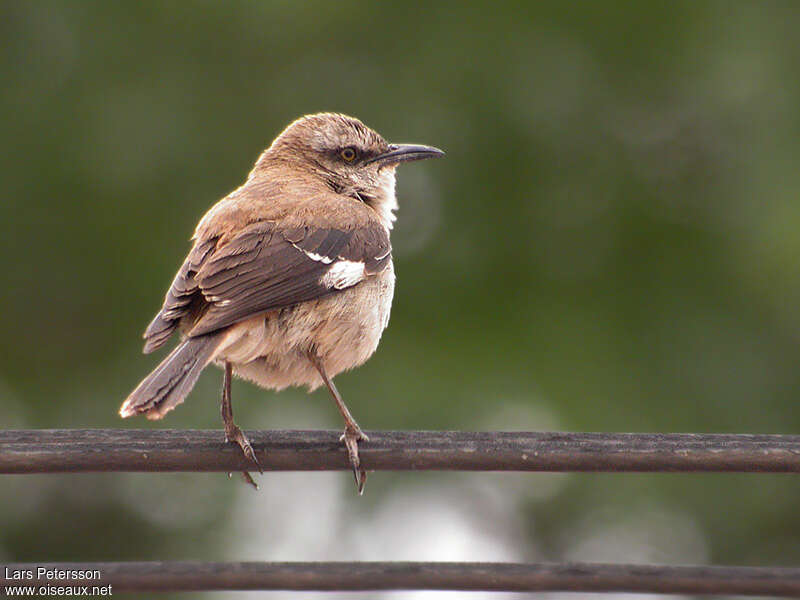 Brown-backed Mockingbirdadult