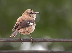 Brown-backed Mockingbird